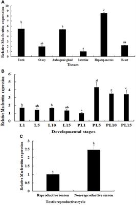 RNA Interference Analysis Reveals the Positive Regulatory Role of Ferritin in Testis Development in the Oriental River Prawn, Macrobrachium nipponense